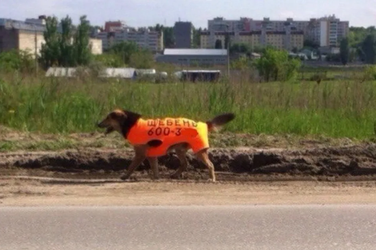 Годная идея для рекламы щебня